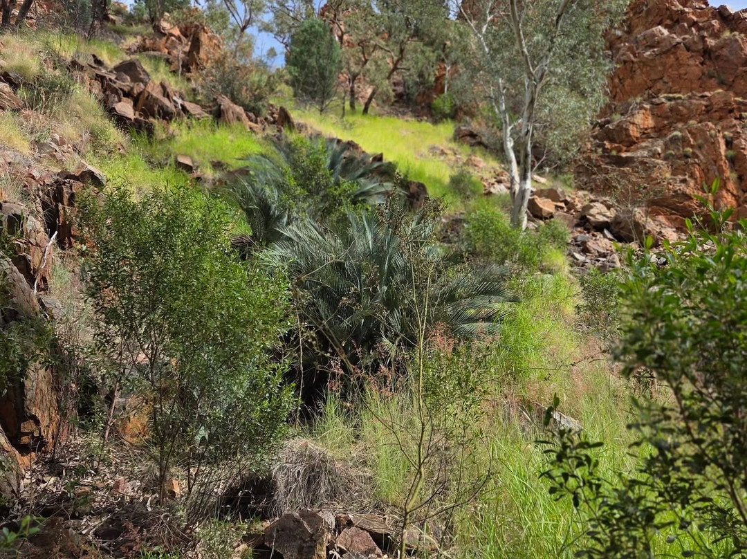 Standley Chasm Angkerle-West MacDonnell National Park必去景点