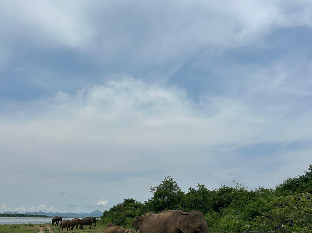 Udawalawe Ethical Safari-乌达瓦拉瓦必去景点