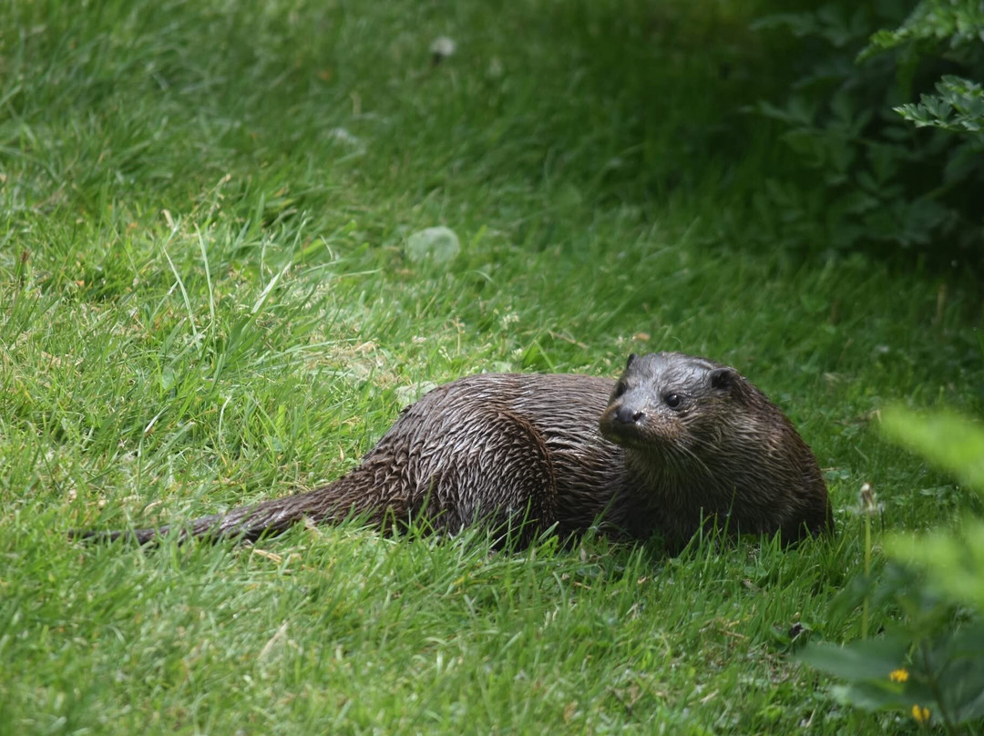 British Wildlife Centre-Lingfield必去景点