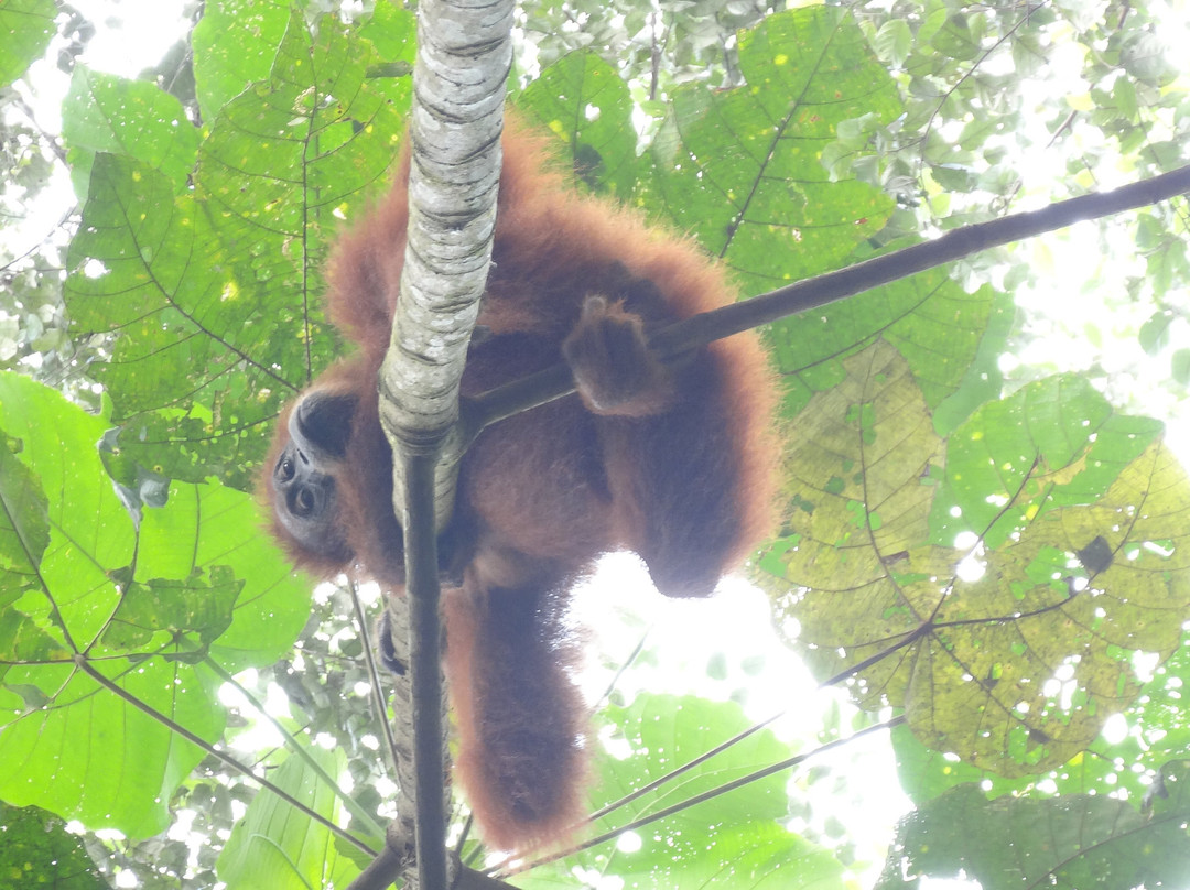Sumatra Orangutan Explore-武吉拉旺必去景点