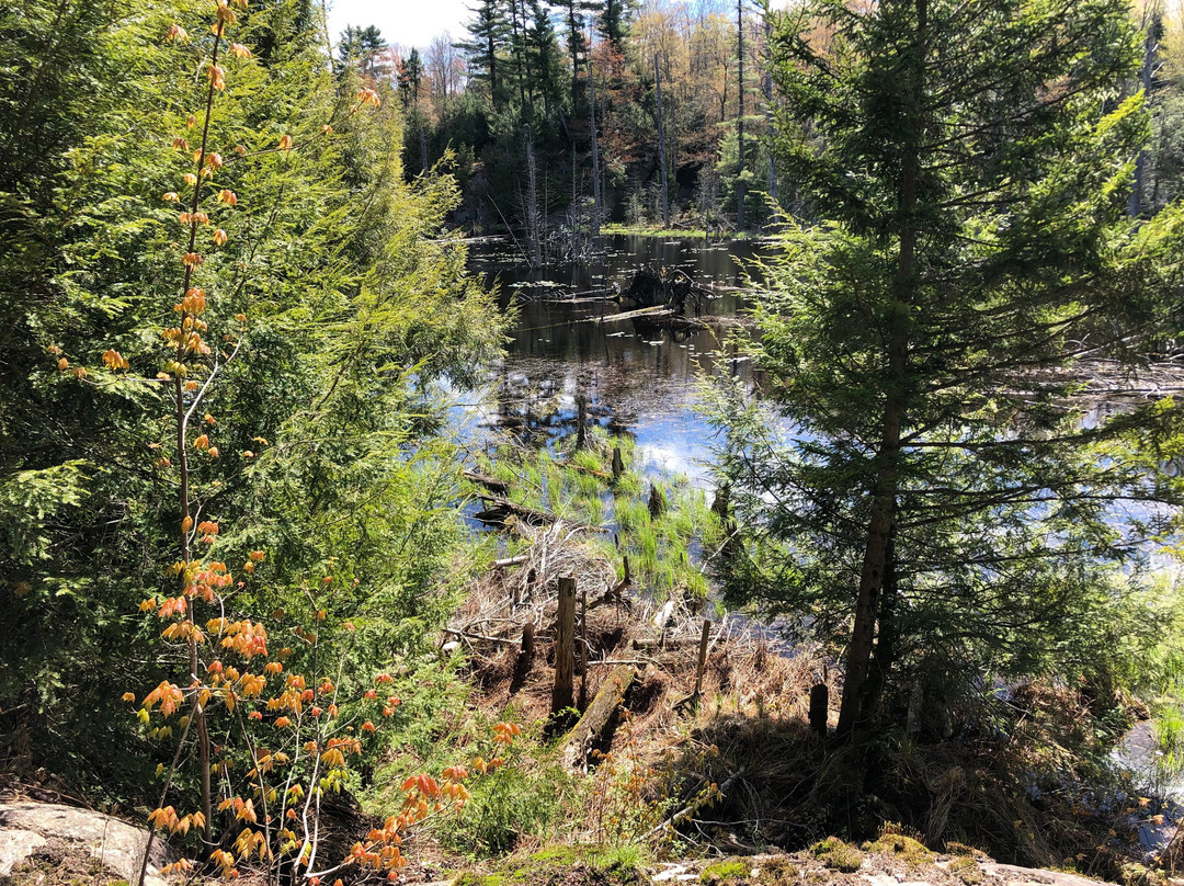 Baker Woods Preserve-Natural Bridge必去景点