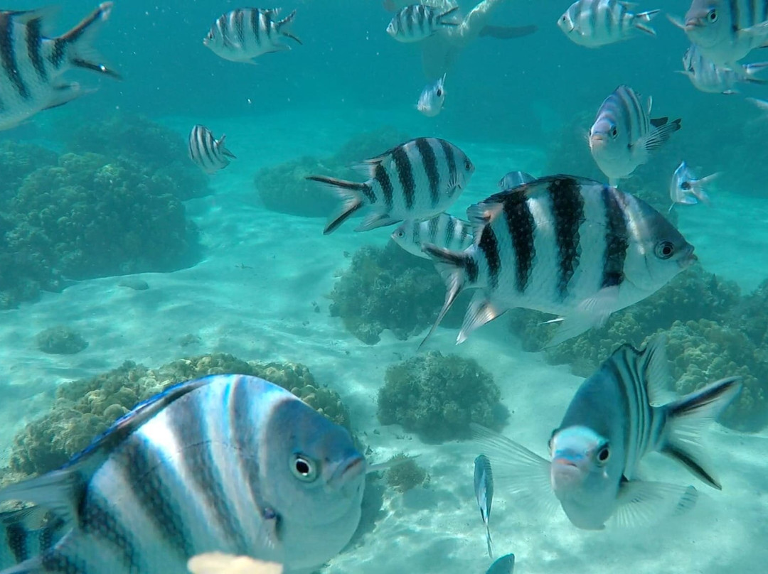 Scubacaribe Mauritius-莫纳山必去景点