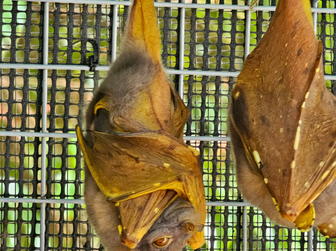 The Bat Hospital Visitor Centre- 阿瑟顿必去景点