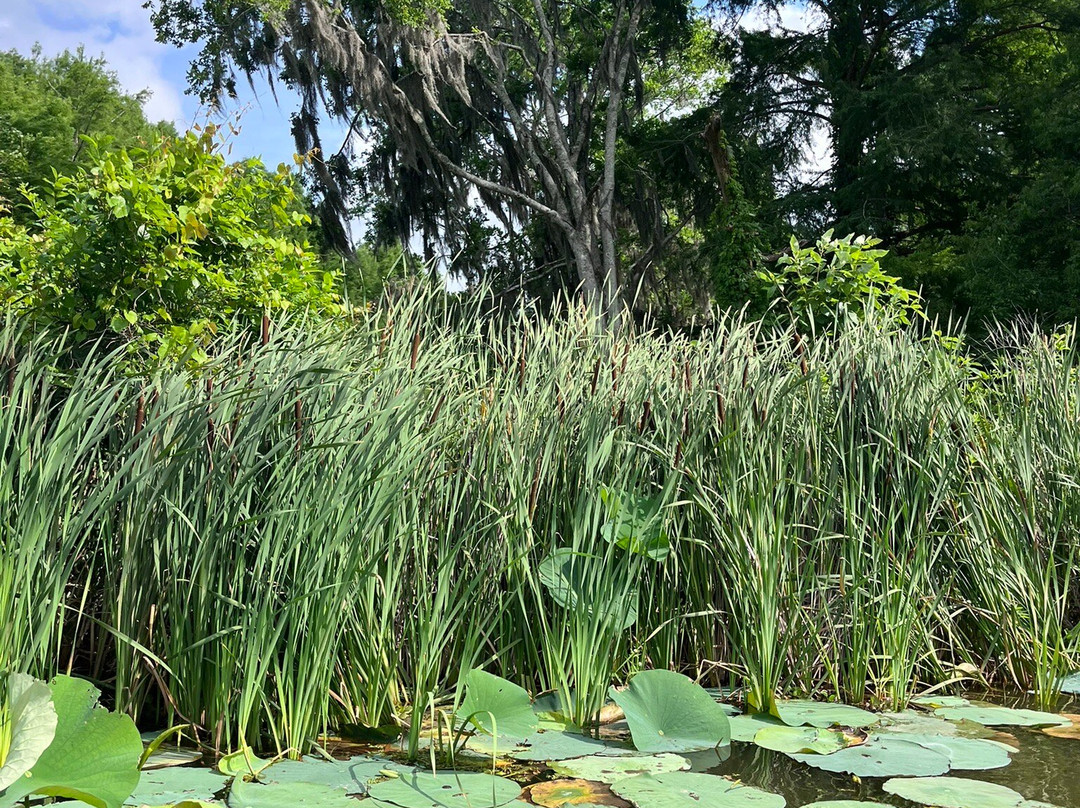 Cajun Country Swamp Tours-布里奥克斯桥必去景点