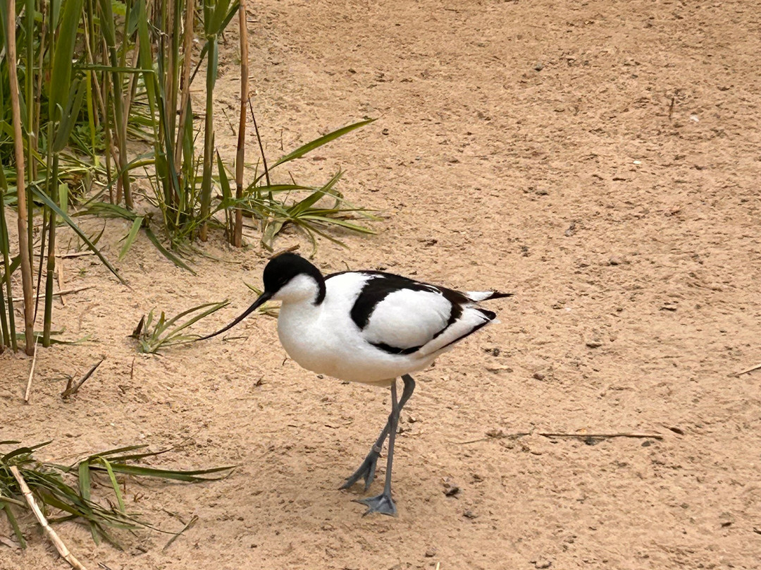 Pensthorpe-Fakenham必去景点