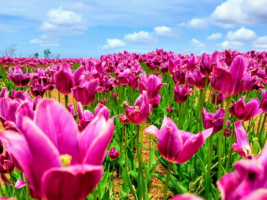 Belfast Tulips-Belfast必去景点