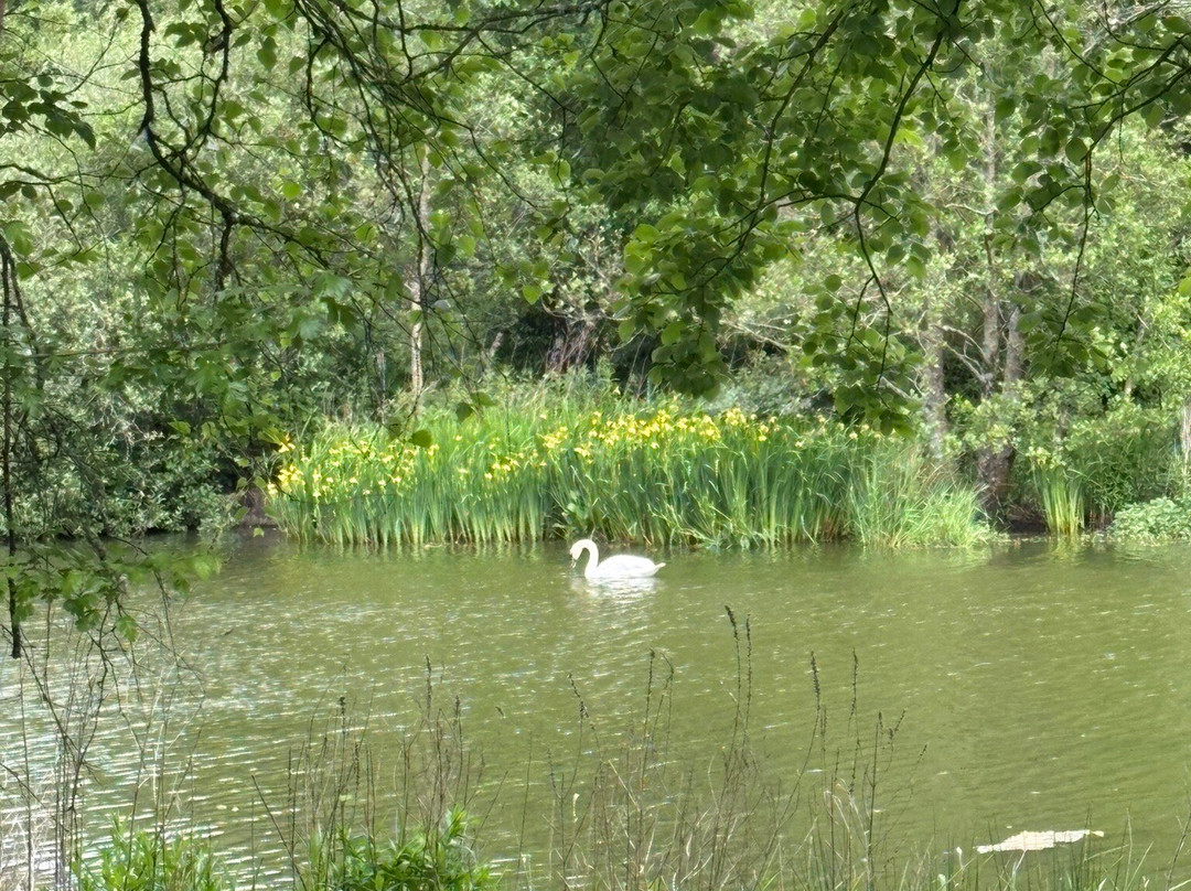 Annadale Water - Roadchef