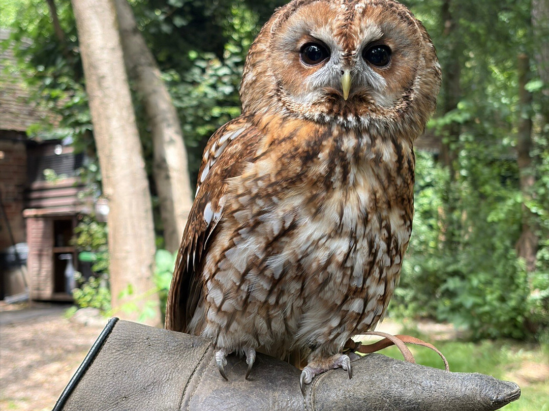 Kent Owl Academy-梅德斯通必去景点