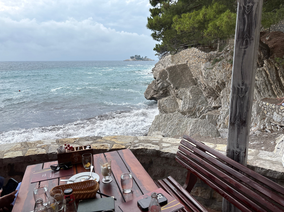 Pinus Maritimum