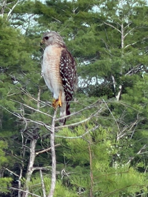 Tour The Glades - Private Wildlife Tours-大沼泽地必去景点