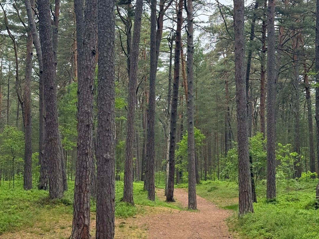 Jurmala Beach-尤尔马拉必去景点