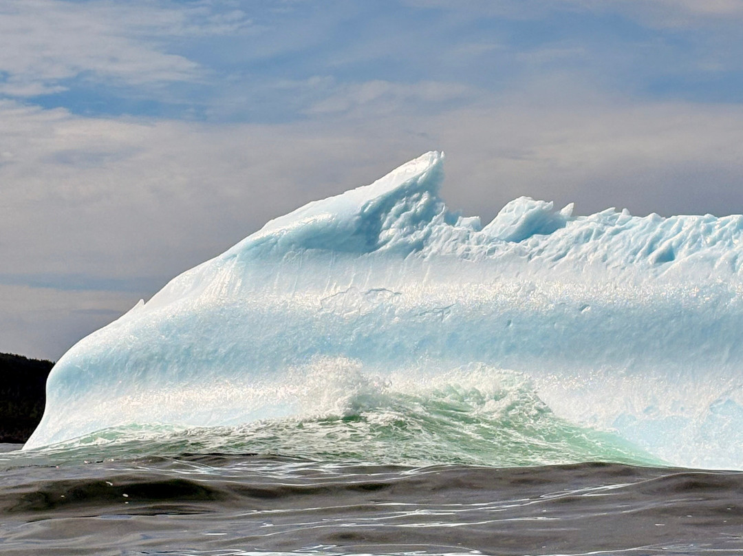 Discovery Sea Adventures-Bonavista必去景点