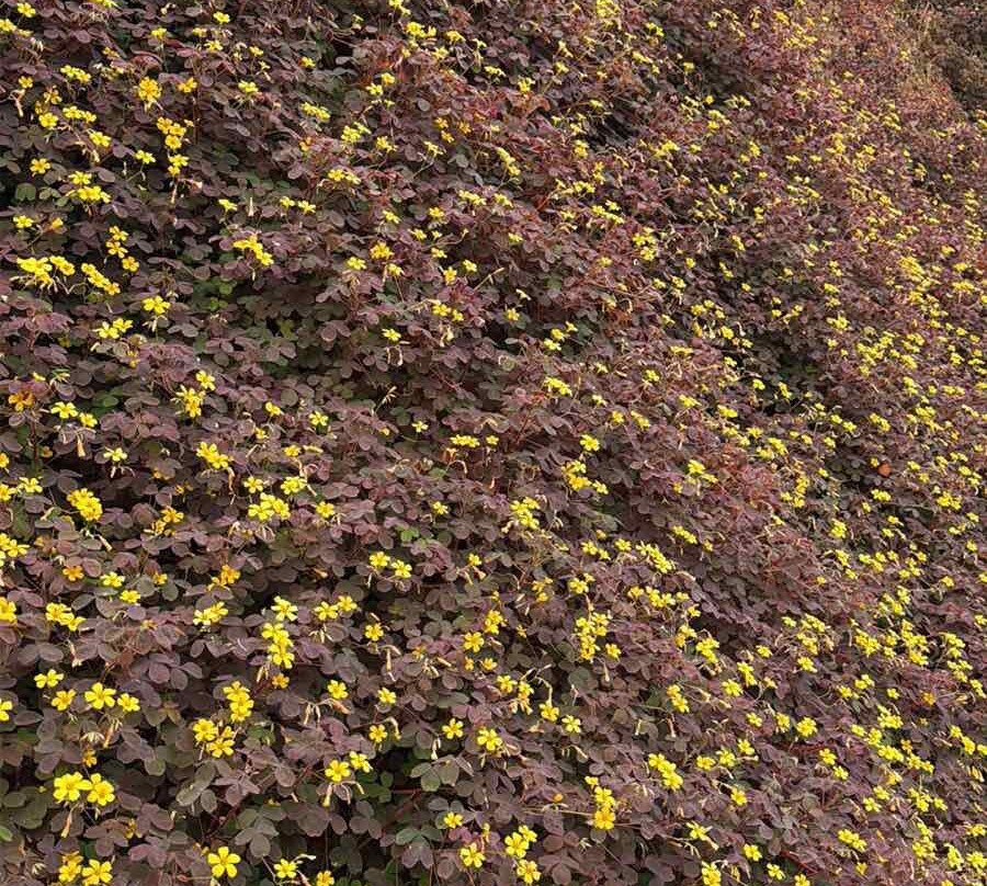 Cameron Highlands Flora Park-碧兰璋必去景点