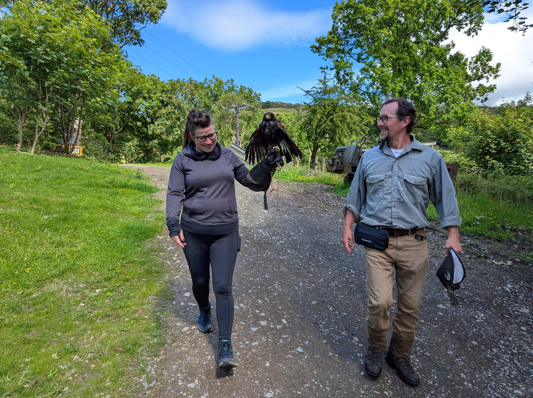 Lake District Falconry