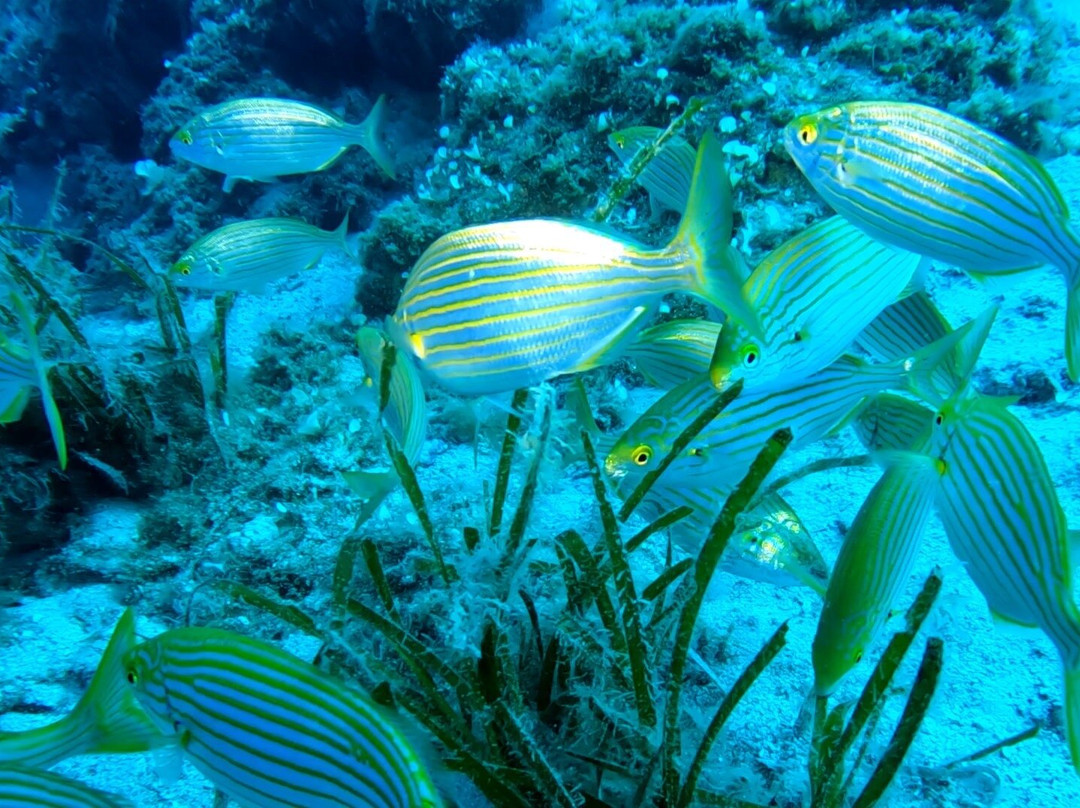 Nikiti Diving Center-Nikiti必去景点