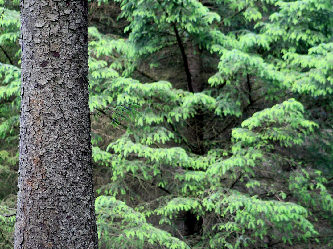 Kielder Forest-Kielder必去景点