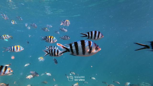 Oarsman's Bay Lodge-旅行者