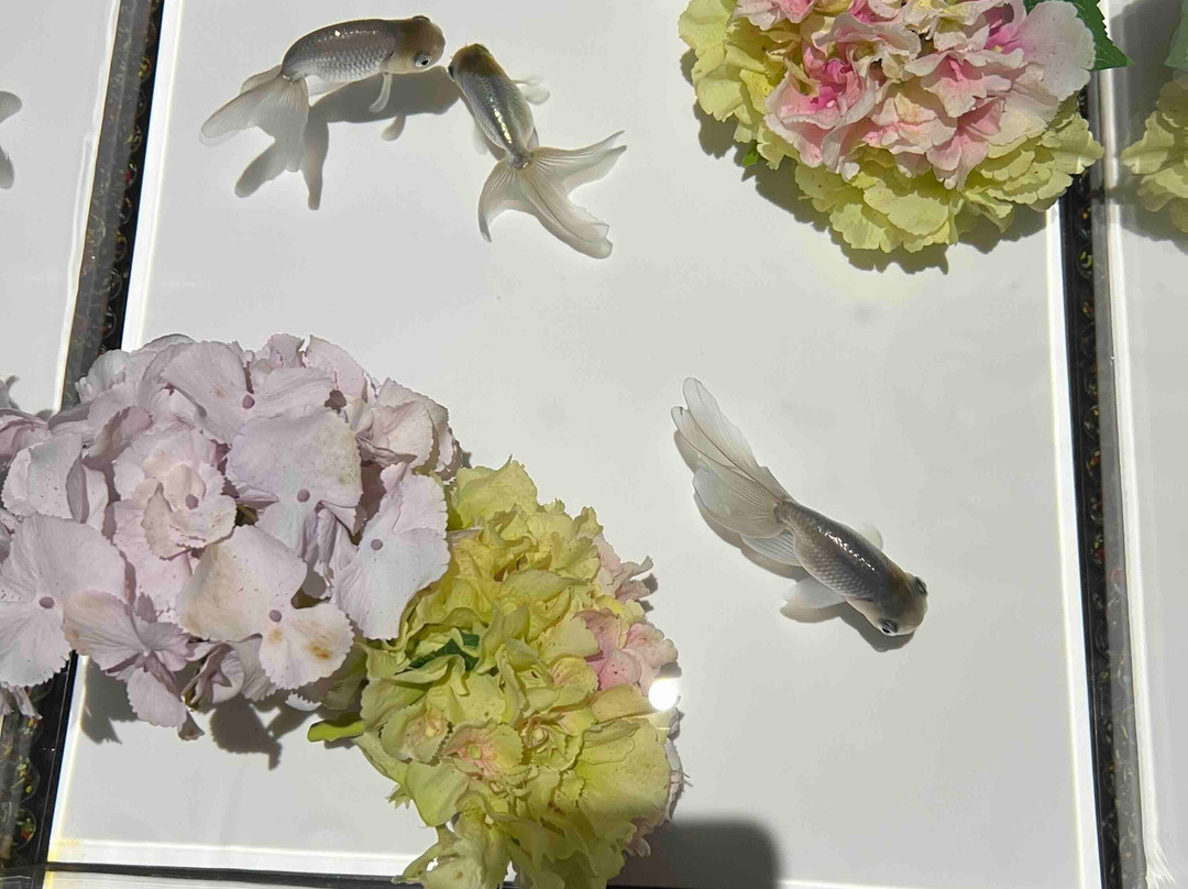 Art Aquarium-Ginza必去景点