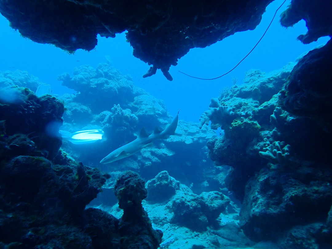 Sea Saba Dive Center-Windwardside必去景点
