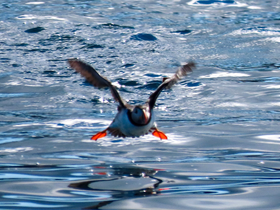 Puffin Safari-Bleik必去景点