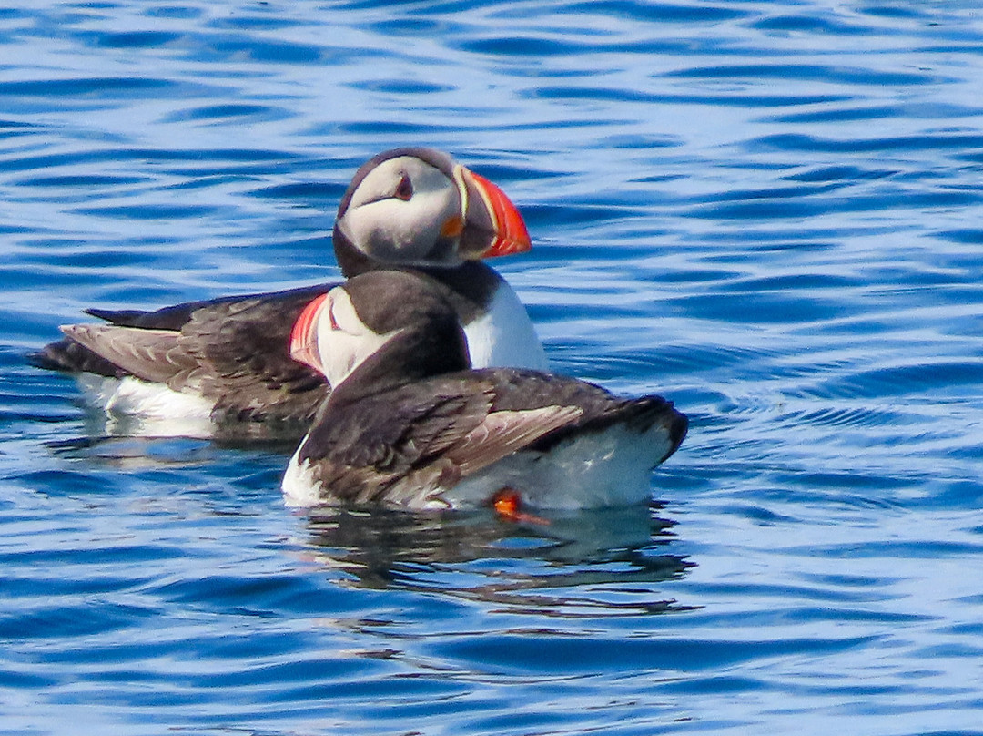 Puffin Safari-Bleik必去景点