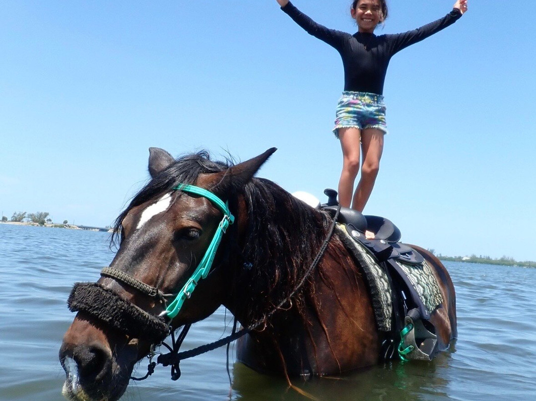 C Ponies Beach Horseback Rides-布雷登顿必去景点