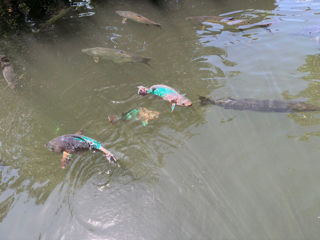 Florida Keys Aquarium Encounters-马拉松必去景点