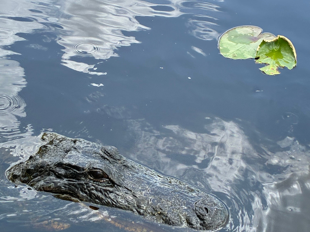Everglades Swamp Tours-Everglades Wildlife Management Area必去景点