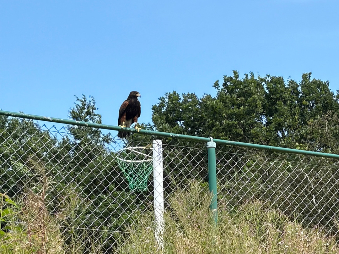 North Devon Hawk Walks-South Molton必去景点