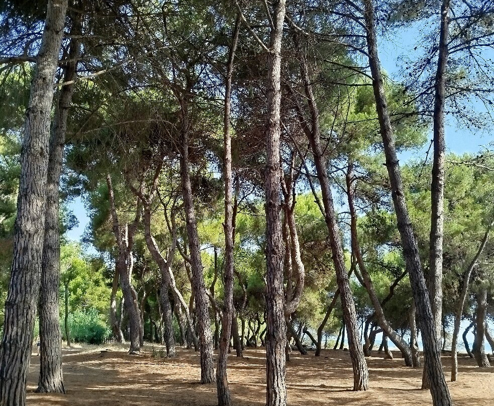 Area Marina Protetta Torre del Cerrano-Pineto必去景点