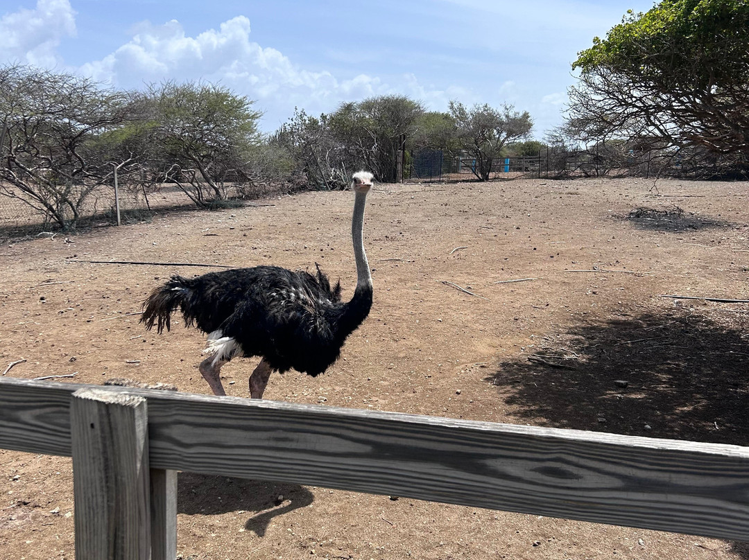 Curacao Ostrich Farm-库拉索必去景点