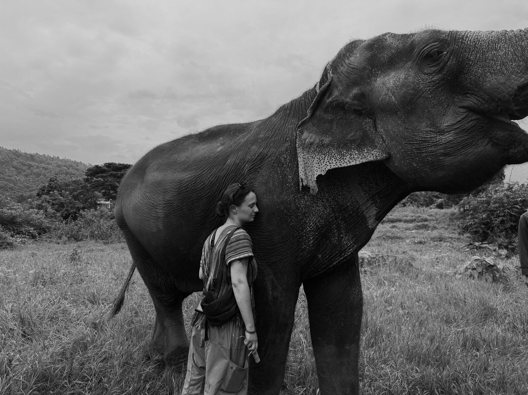 Doi Lom Elephant Rescue Sanctuary