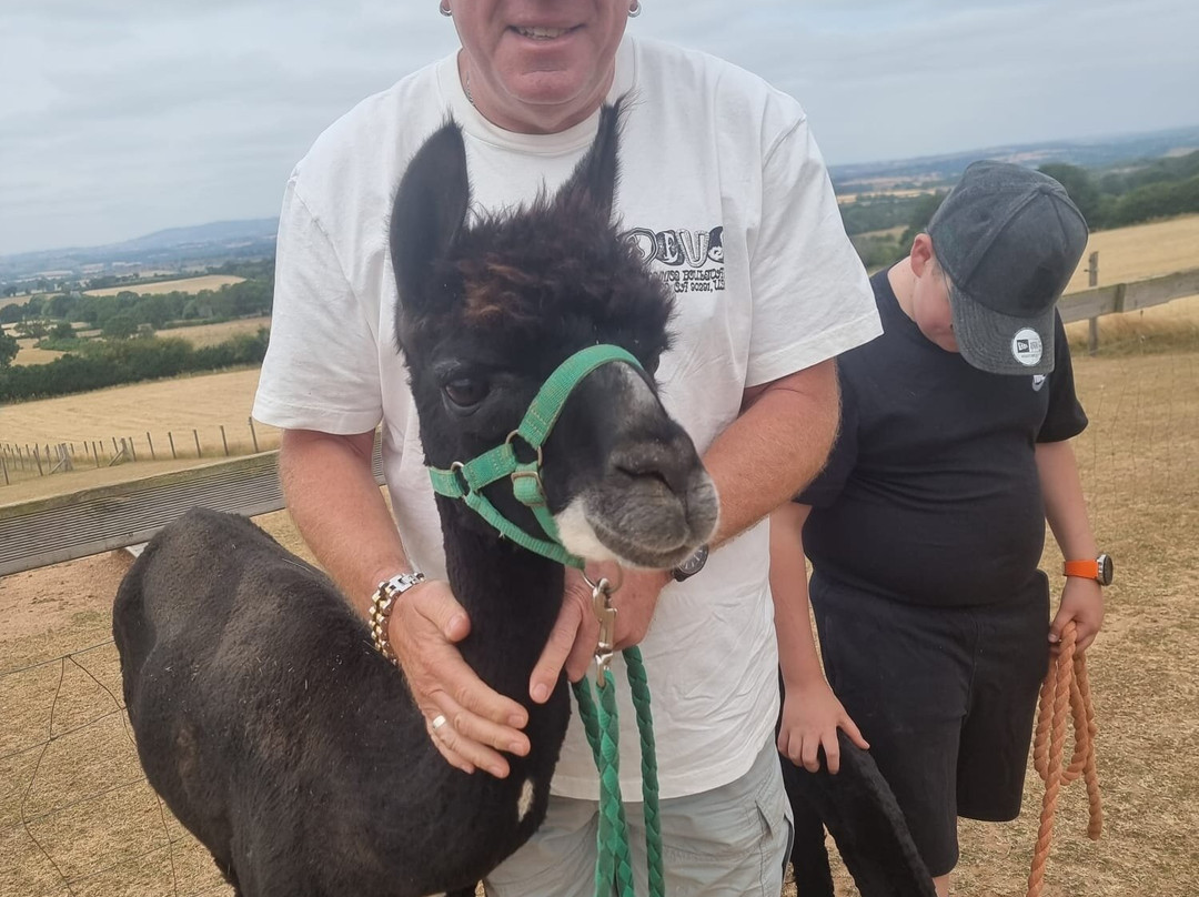 Severn Valley Alpacas-Bridgnorth必去景点