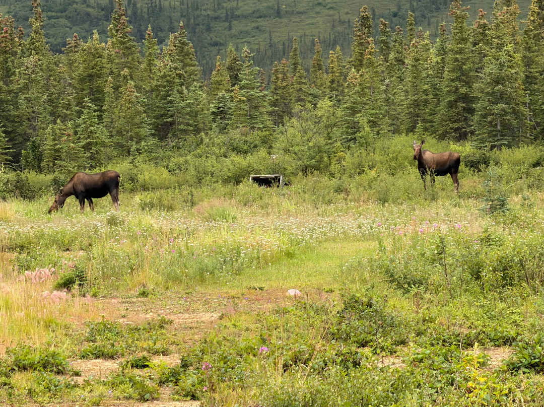 Denali Wildlife Cabins