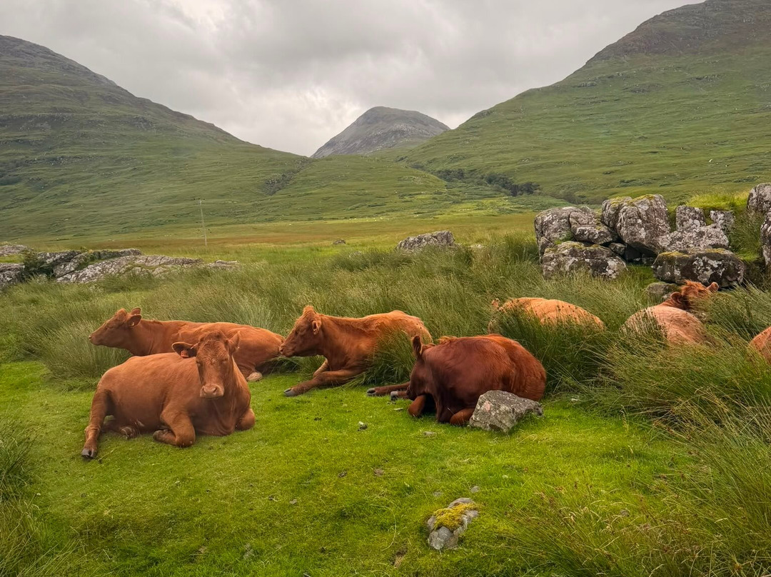 Wild Mull Tours-Pennyghael必去景点