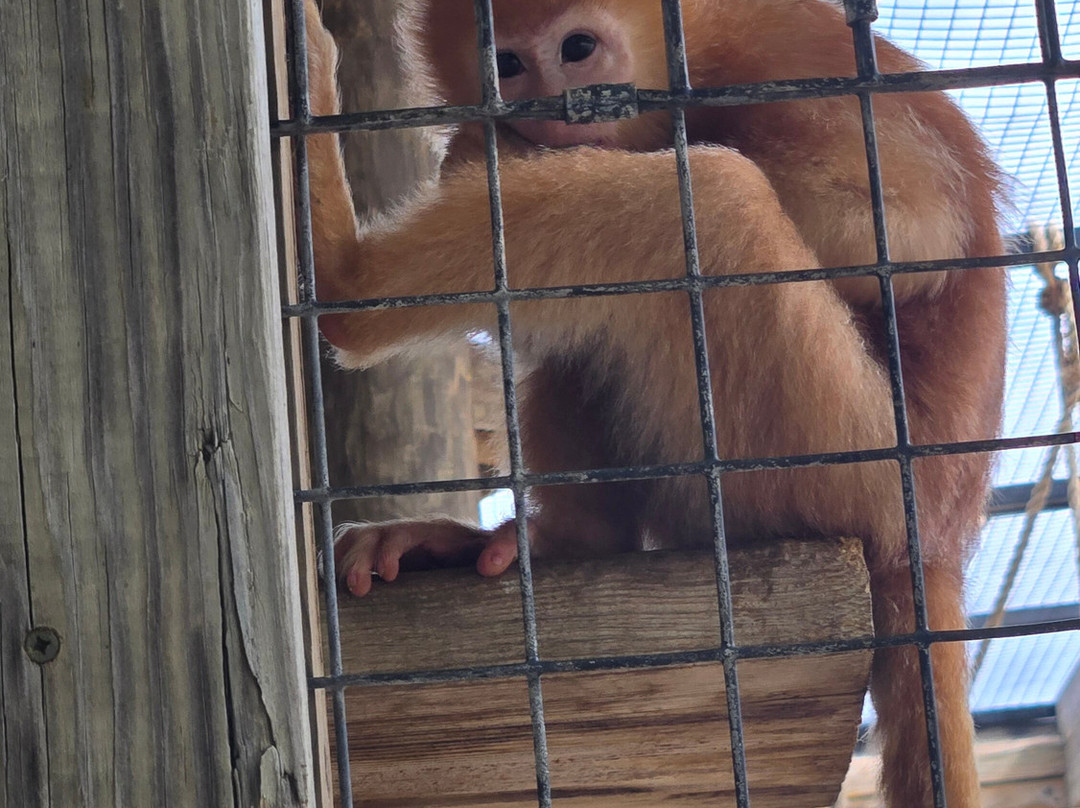 Tanganyika Wildlife Park-Goddard必去景点