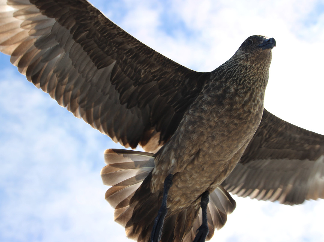 Shetland Seabird Tours - The Noss Boat-Lerwick必去景点