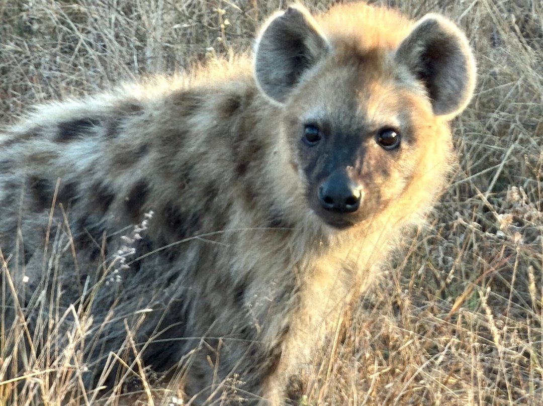 Southern Kruger Safaris-玛洛斯帕克必去景点