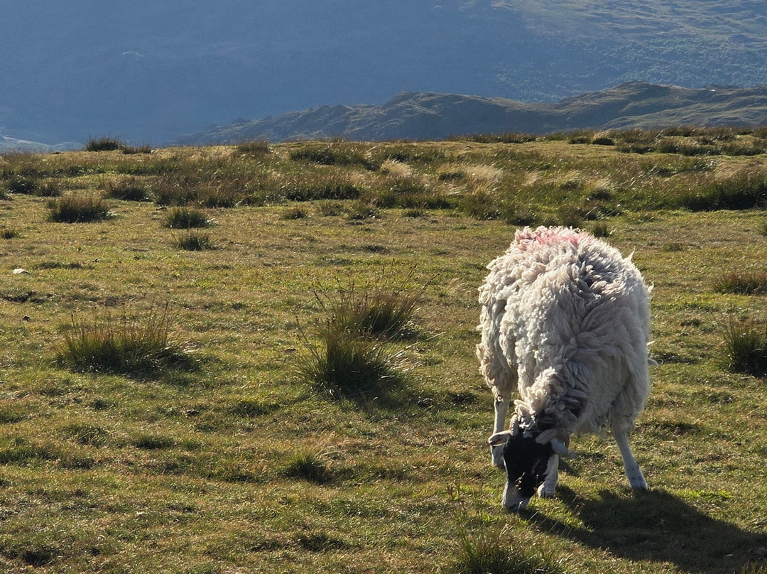 Old Man of Coniston-Coniston必去景点