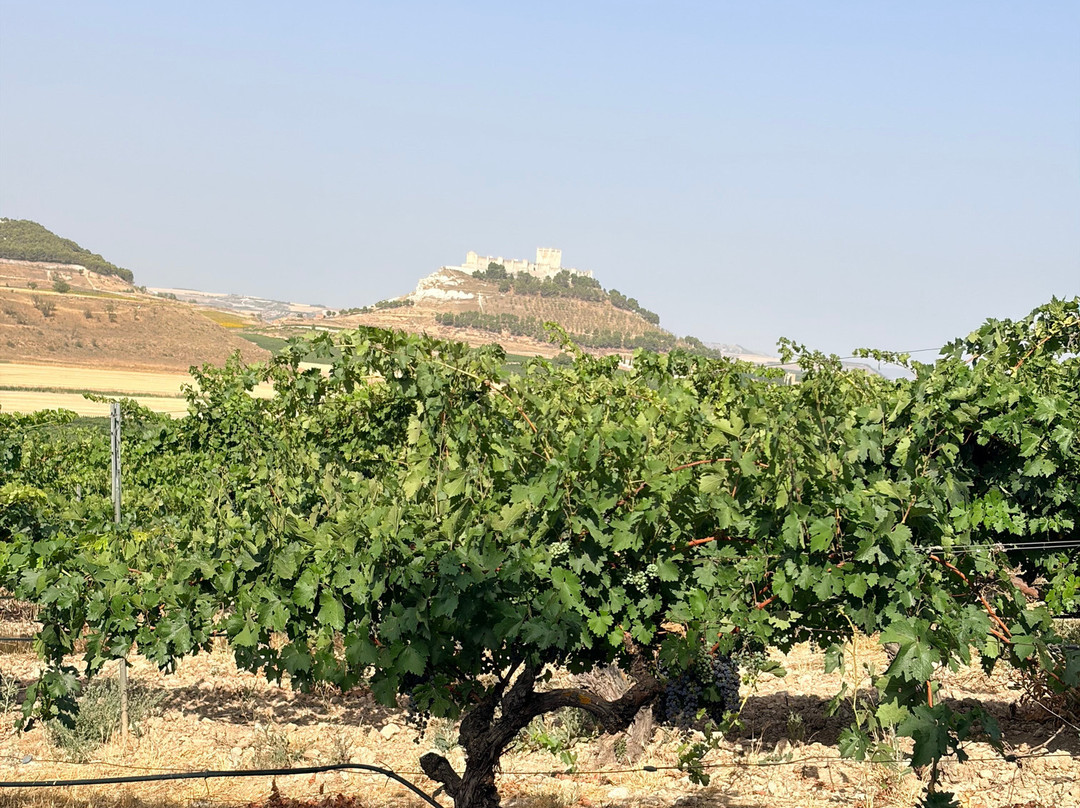 Pago de Carraovejas Winery-Penafiel必去景点