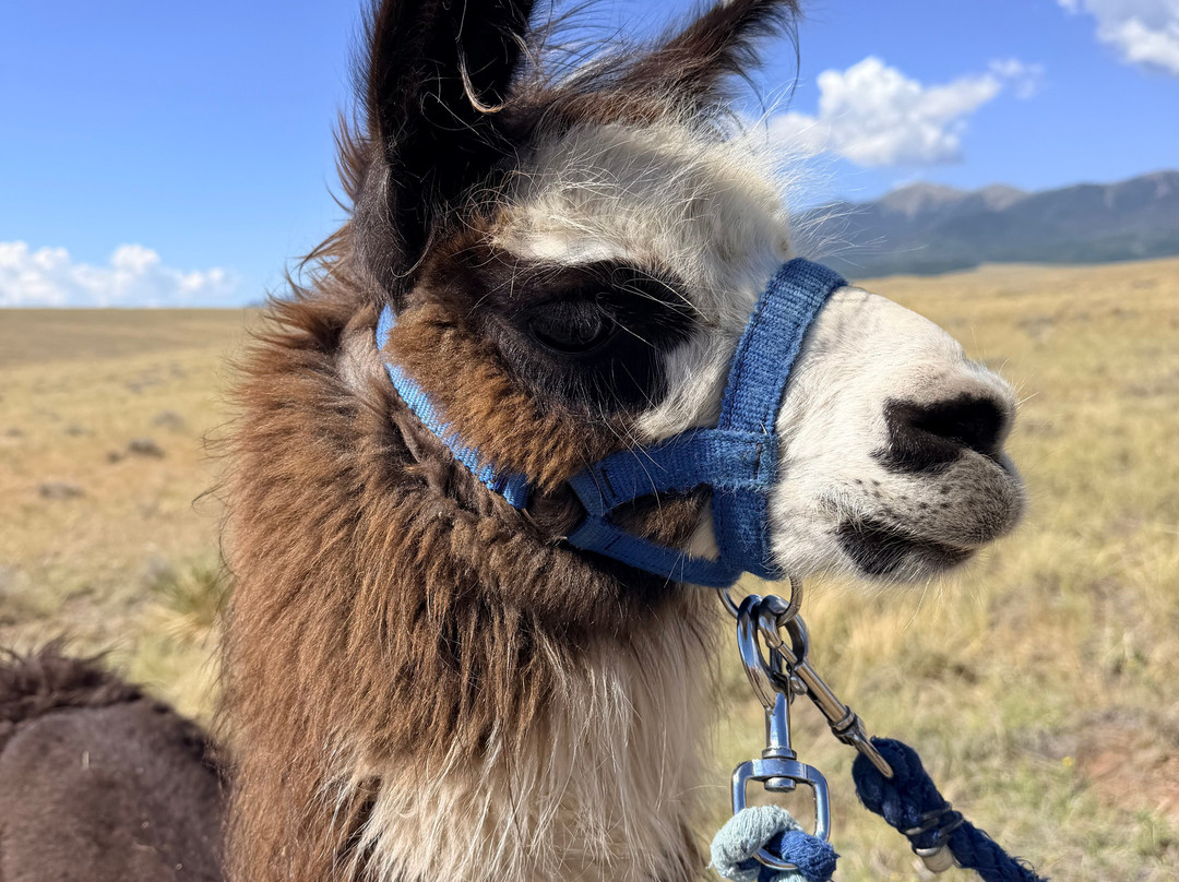 Llama Trekking by Lookin Up Outfitters-Westcliffe必去景点