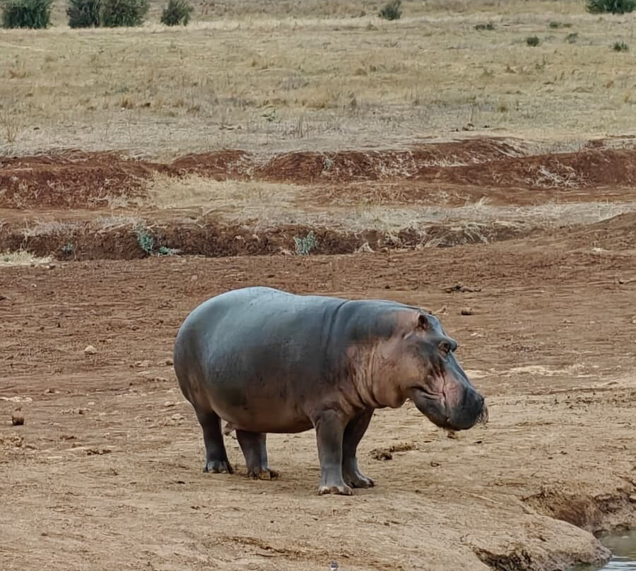 Msherembe Safaris And Travel-Voi必去景点