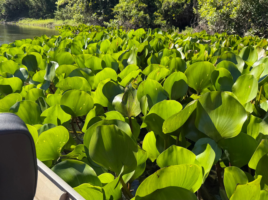 Projeto Salobra Ecologia e Turismo-米兰达必去景点