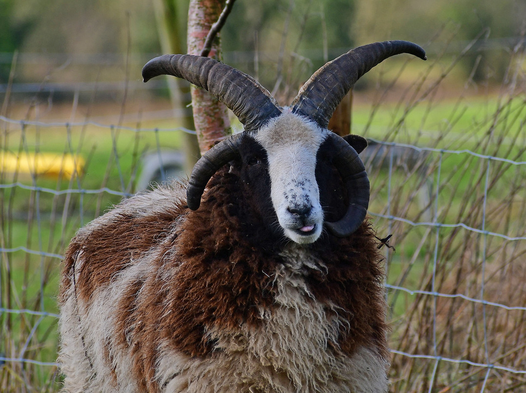 Murtagh's Organic Farm-Mullingar必去景点