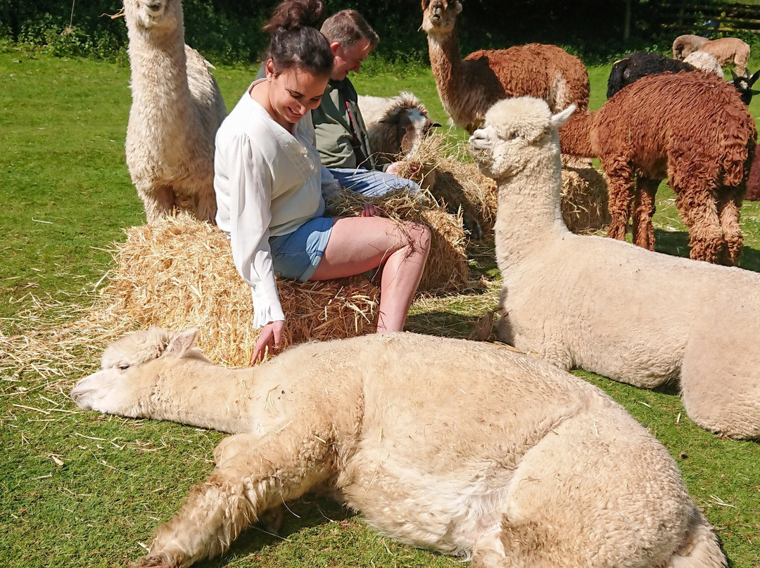 Lydford Gorge Alpacas-Lydford必去景点