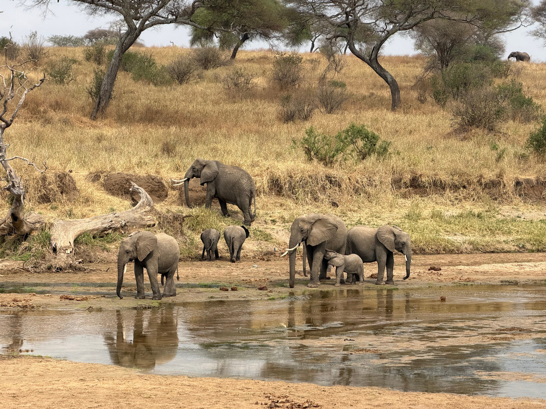 Unlimited Expeditions - The Soul Of Tanzania-阿鲁沙必去景点