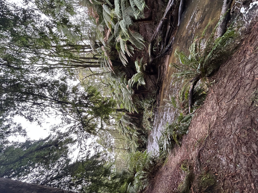 The Redwoods-Beech Forest必去景点