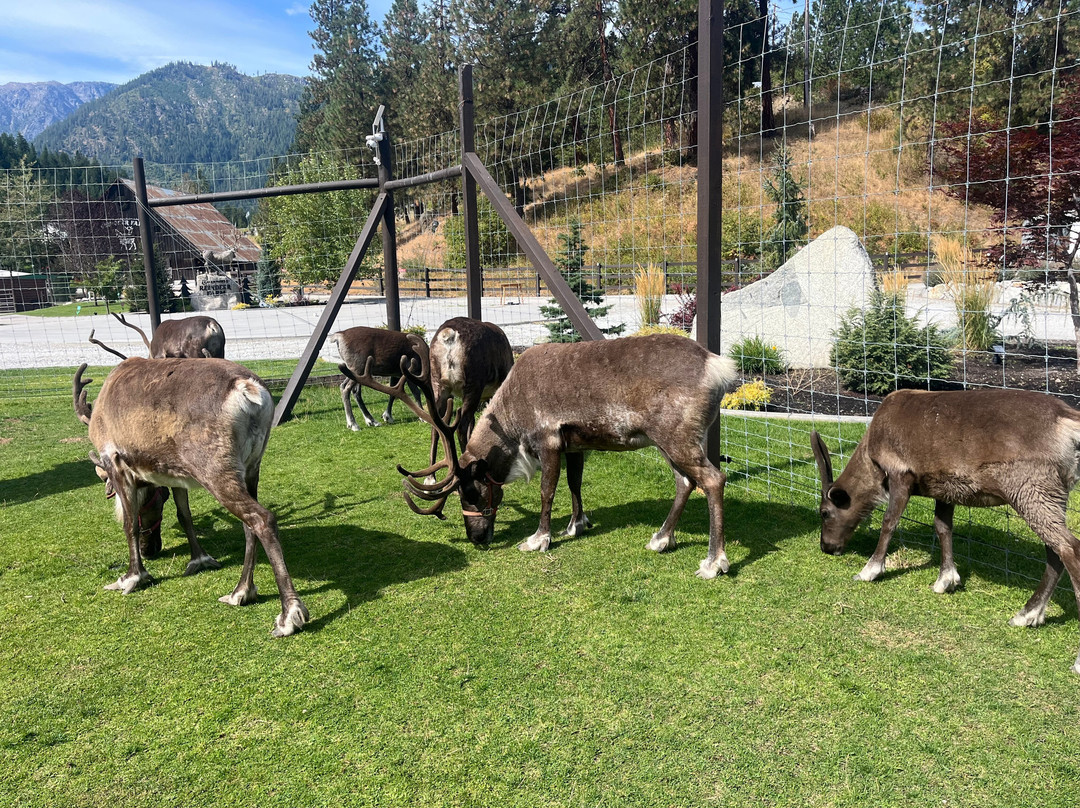 Leavenworth Reindeer Farm-莱文沃思必去景点