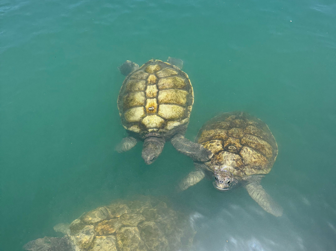 Cayman Turtle Centre: Island Wildlife Encounter-西湾必去景点