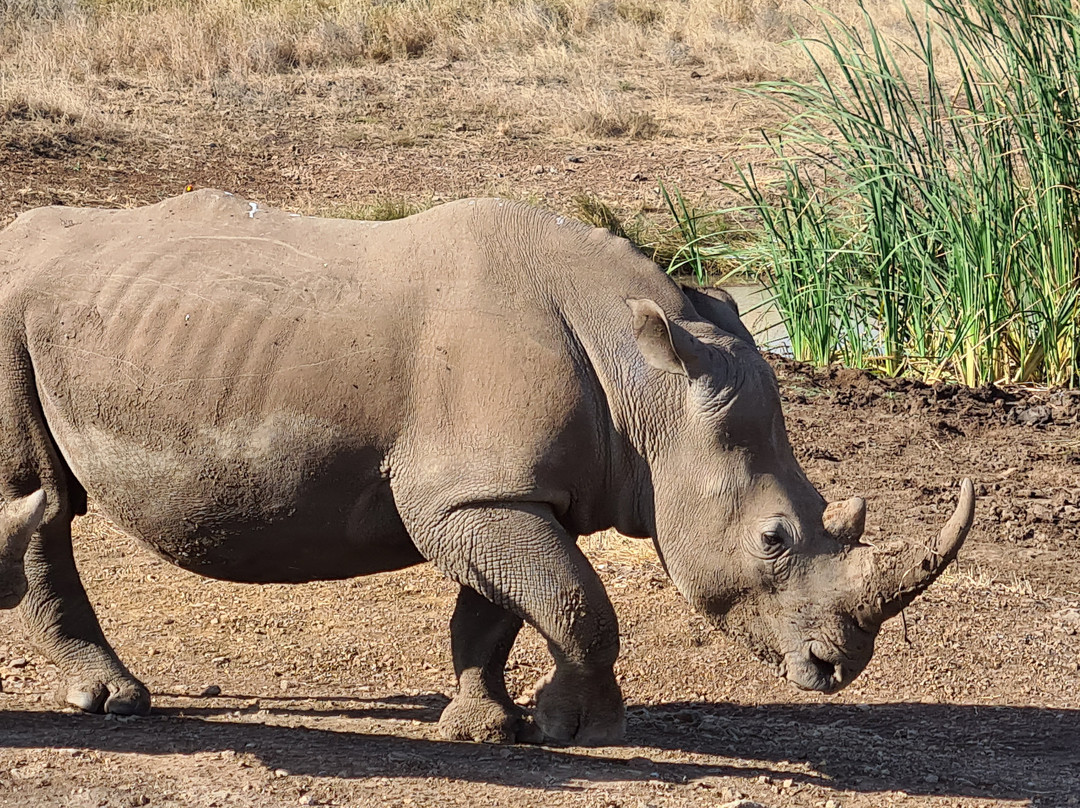 Wasili Kenya Safaris-内罗毕必去景点
